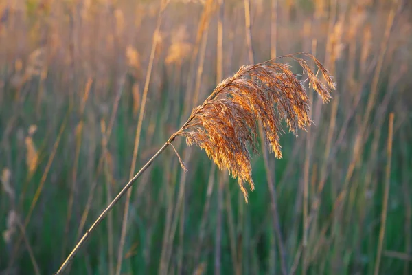 Rákosí za svítání — Stock fotografie