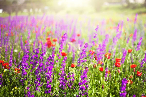 Flores da montanha — Fotografia de Stock