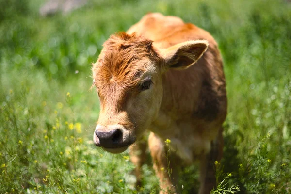 Beautiful calf Stock Picture