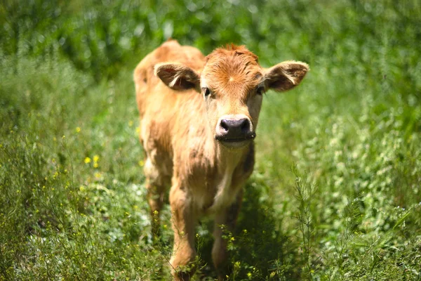 Beautiful calf Stock Image