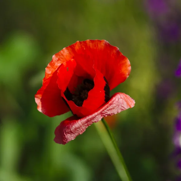 Flor de papoila — Fotografia de Stock