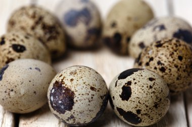 bıldırcın yumurtası