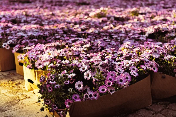 Flowers in the box — Stock Photo, Image