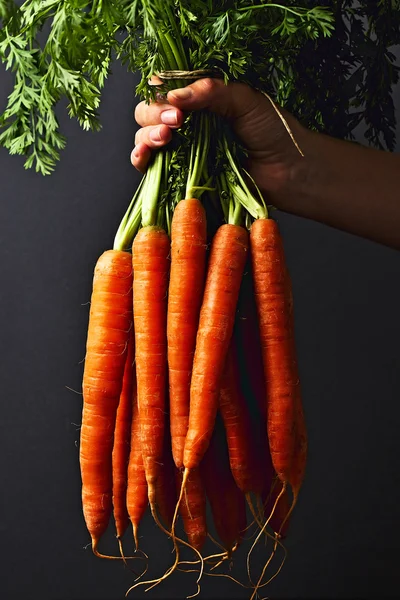 Zanahorias en la mano — Foto de Stock