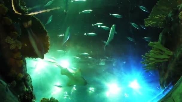 Viele verschiedene Fische im Aquarium — Stockvideo