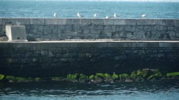 Muelle con gaviotas y patos — Vídeos de Stock