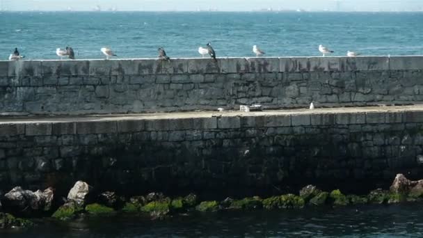 Muelle con gaviotas y patos — Vídeos de Stock