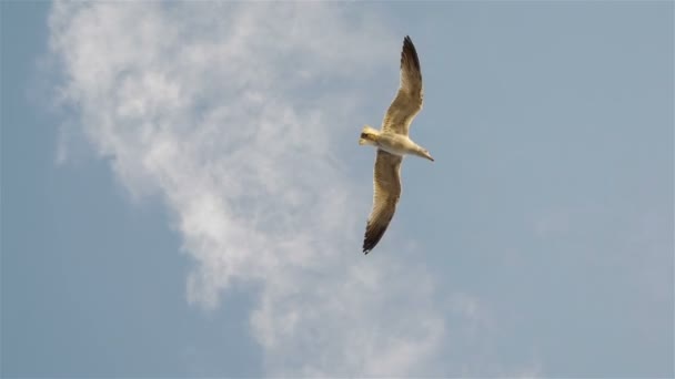 Flying seagulls in sky — Stock Video