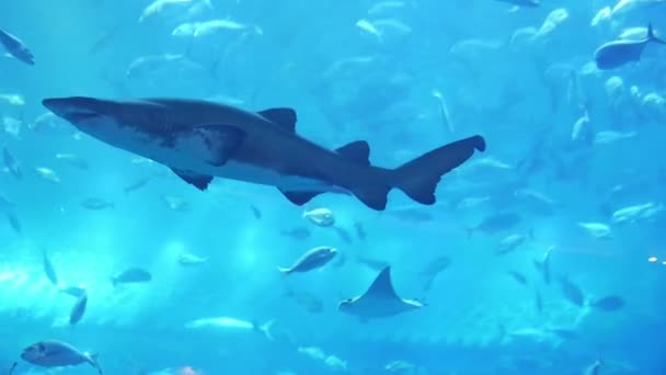 Tubarão no aquário no Dubai Mall — Vídeo de Stock