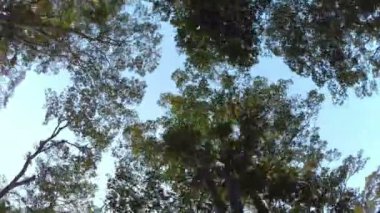 Orman ağaçları gökyüzüne