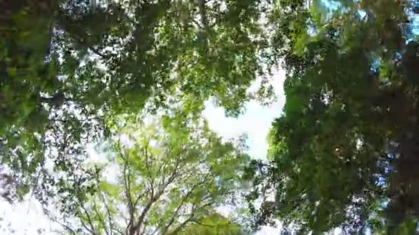 Lumière du soleil à travers les arbres de jungle 