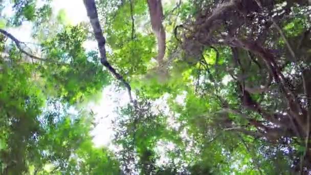 Lumière du soleil à travers les arbres de jungle 