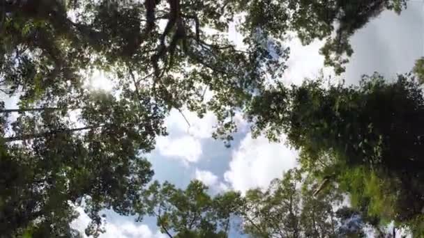 Solljus genom djungeln träd, steadicam sköt — Stockvideo