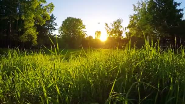 Campo de hierba durante la puesta del sol, steadicam tiro — Vídeos de Stock