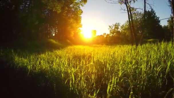 Campo de hierba durante la puesta del sol, steadicam tiro — Vídeo de stock