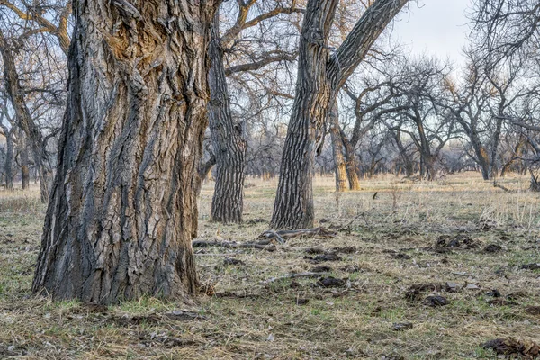 Łęgowych lasów wschodniej Colorado — Zdjęcie stockowe