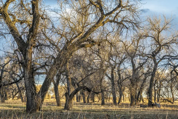 Riparian forest in eastern Colorado — Stock Photo, Image