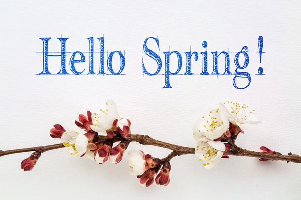 Hello spring with apricot flower — Stock Photo, Image