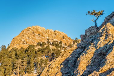 Horsetooth Rock ve çam ağacı