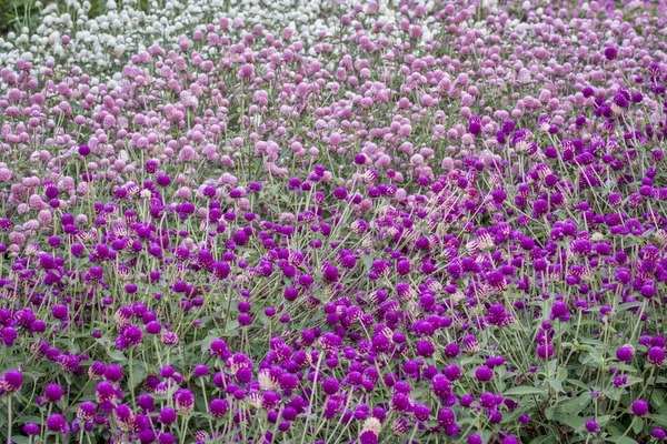 Gomphrena blommor bakgrund — Stockfoto