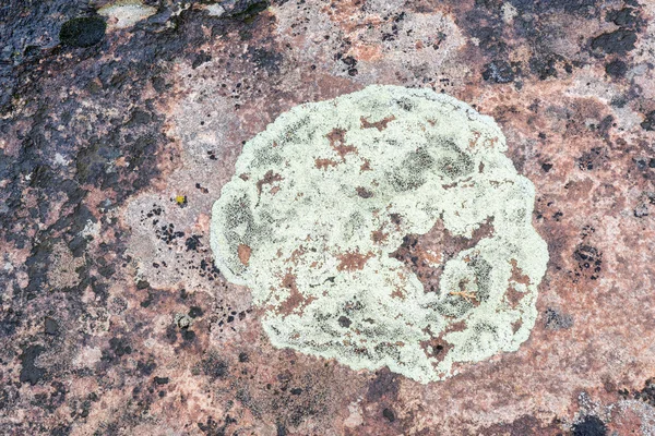 Circular lichen on sandstone — Stock Photo, Image