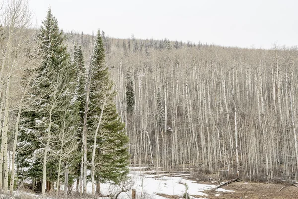 Aspen Grove iand spruce n winter — Fotografia de Stock