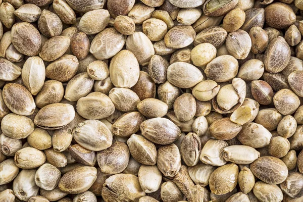 Hemp seed life size macro — Stock Photo, Image