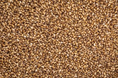 Teff tahıl arka plan