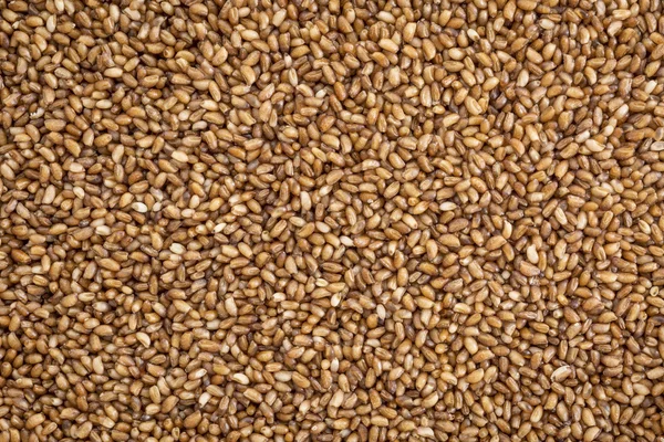 Teff tahıl arka plan — Stok fotoğraf