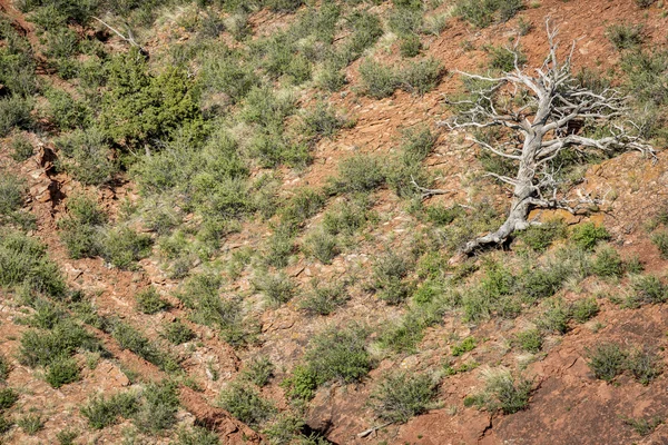 Juniper tree aan zandstenen klif — Stockfoto