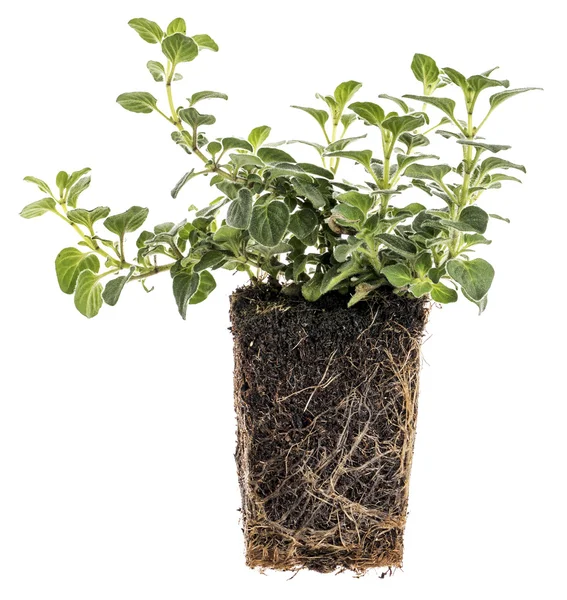 Nova planta orégano com raízes — Fotografia de Stock