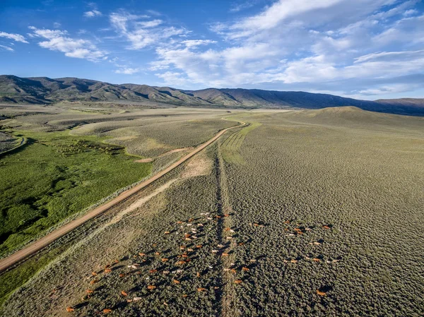 Ahır yol ve sığır — Stok fotoğraf