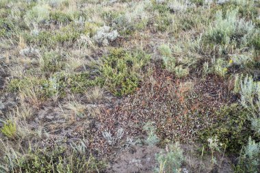 Colorado kır çiçeği ve çalı Goblen