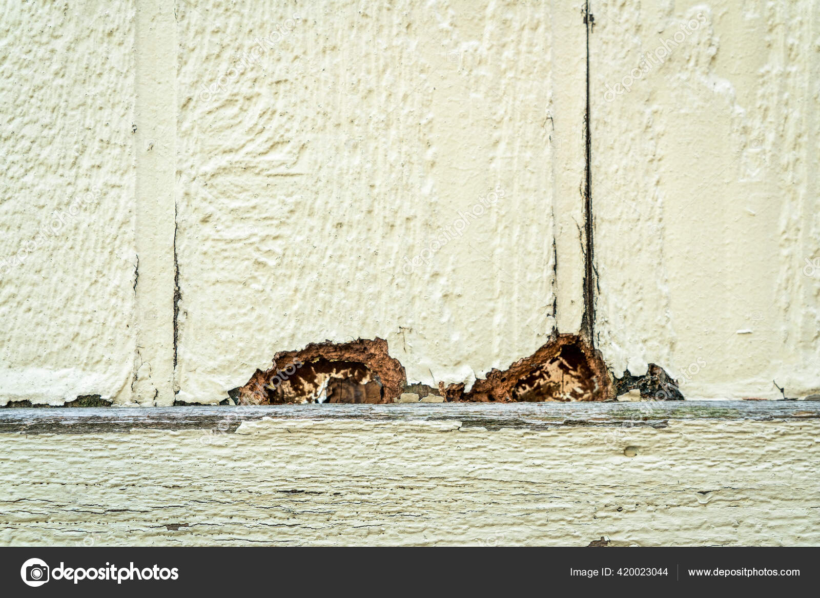 Damage House Siding Holes Mad Woodpeckers Stock Photo by ©PixelsAway 420023044