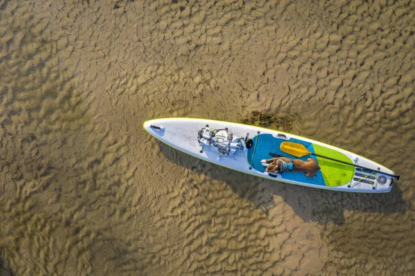 在浅水河上和狗一起划桨 内布拉斯加州国家森林的迪斯玛尔河 俯瞰空中 — 图库照片