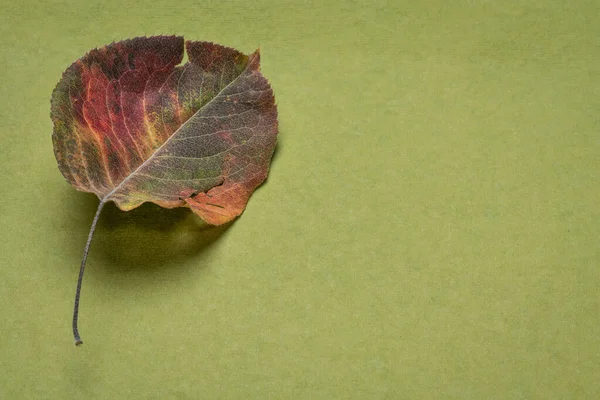 Dried Leaf Asian Pear Tree Handmade Rag Paper Copy Space — Stock Photo, Image