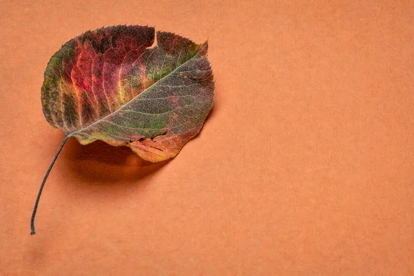 コピースペースのある手漉きの絨毯紙に乾燥葉 アジア梨の木 — ストック写真