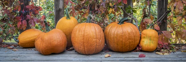 Gröda Pumpor Och Vinstockar Höst Färger Ett Trädäck Höst Semester — Stockfoto