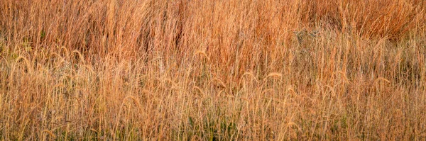 Sensommaren Gräs Prärie Nebraska Sandkullar Panorama Web Banner — Stockfoto