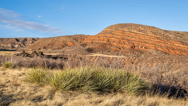 Yuca Plants Colorado Foothills Fall Scenery Red Mountain Open Space — Stock Photo, Image