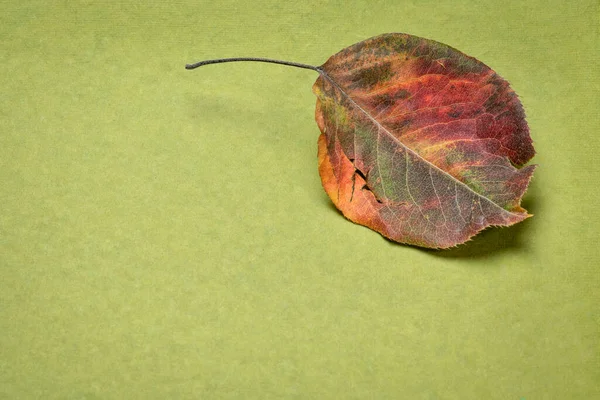 Dried Leaf Asian Pear Tree Handmade Rag Paper Copy Space — Stock Photo, Image