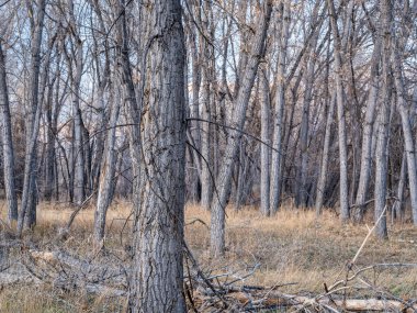 Kuzey Colorado 'daki Poudre Nehri boyunca uzanan Riparian ormanı sonbahar manzarası
