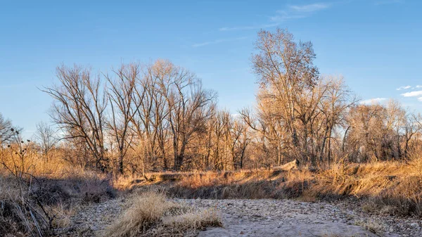 Riparský Les Podél Řeky Poudre Severním Coloradu Podzimní Scenérie — Stock fotografie