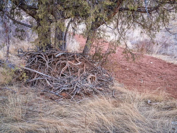 Αρκεύθου Δέντρο Και Ένας Σωρός Από Driftwood Ένα Ξηρό Πυθμένα — Φωτογραφία Αρχείου