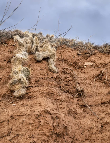 Colorado Eteklerindeki Kanyon Duvarında Dikenli Armut Kaktüsü Kümeleri Kızıl Dağ — Stok fotoğraf