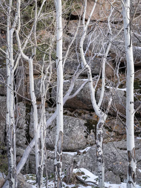 Aspen Grove Formação Rochas Granito Vedauwoo Recreation Area Wyoming Conhecida — Fotografia de Stock