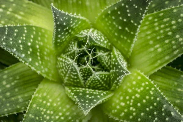 Πράσινο Φυτό Aloe Abstract Top Closeup View — Φωτογραφία Αρχείου