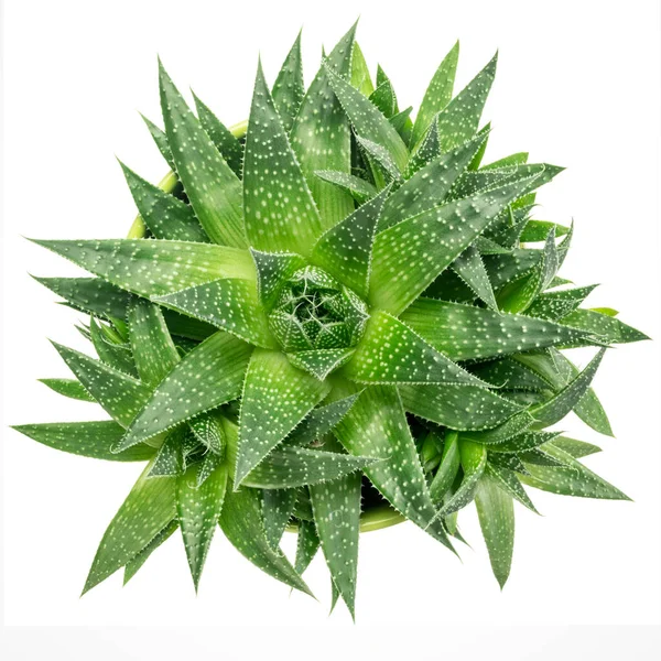 Yeşil Aloe Bitkisi Soyut Üst Yakın Çekim Görüntüsü Beyaz Üzerinde — Stok fotoğraf