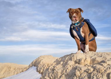 Kırmızı burunlu pitbull köpeği Pawnee Ulusal Çayırı 'nda yürüyüş yaparken sırt çantası takıyor. Kuzey Colorado' daki ilkbahar manzarası..