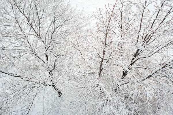 春季暴风雪后的后花园树 枫树和林登树 空中景观 — 图库照片
